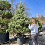 Jedľa srienistá (Abies concolor) - výška 250-300 cm, kont. C130L